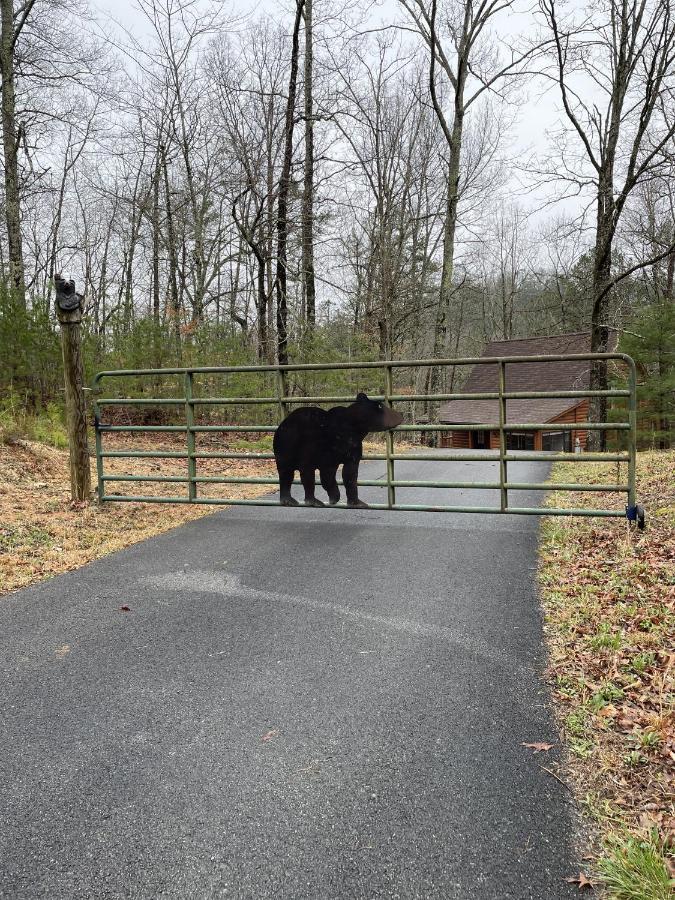 Great Smoky Mountains Cabin!, Secluded, Pet-Kid Friendly! セバービル エクステリア 写真